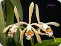 Cattleya iricolor